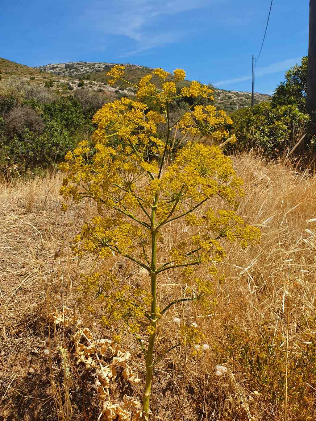 Identificazione Ferula di Grecia